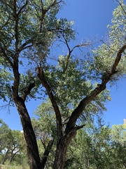 Populus fremontii