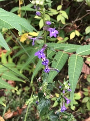 Lobelia puberula