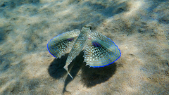 Dactylopterus volitans