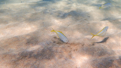 Pseudocaranx dentex