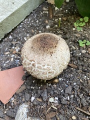 Chlorophyllum brunneum