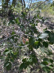 Celtis reticulata