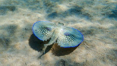 Dactylopterus volitans