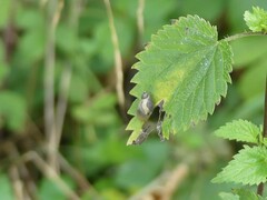 Succinea putris