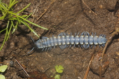 Chromodesmus potosianus