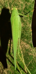 Phaneroptera nana