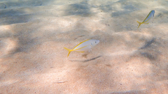 Pseudocaranx dentex