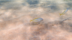 Pseudocaranx dentex