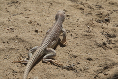 Dipsosaurus dorsalis