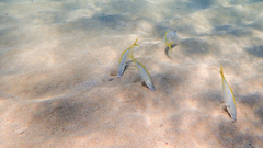 Pseudocaranx dentex
