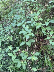 Lespedeza procumbens