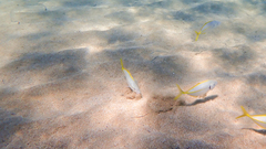 Pseudocaranx dentex