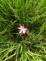 Amaryllis belladonna