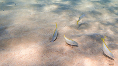 Pseudocaranx dentex
