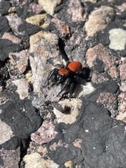 Phidippus apacheanus