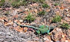 Crotaphytus collaris