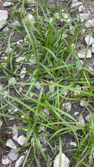 Cyperus rotundus