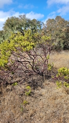 Arctostaphylos montereyensis