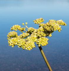 Cicuta douglasii