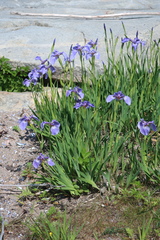 Iris hookeri