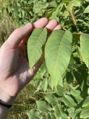 Juglans