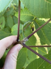Juglans