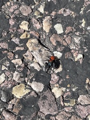 Phidippus apacheanus