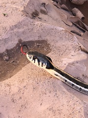 Thamnophis cyrtopsis