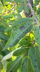 Pseudocercospora kaki