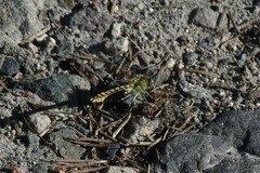 Ophiogomphus severus