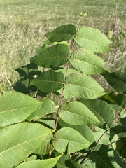 Juglans