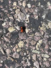 Phidippus apacheanus