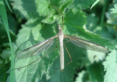 Tipula oleracea