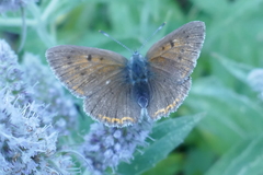 Lycaena hippothoe