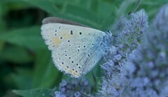 Lycaena hippothoe