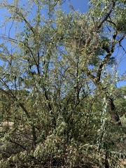 Elaeagnus angustifolia