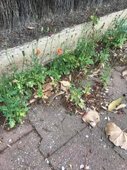 Papaver dubium