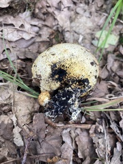Scleroderma areolatum