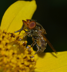 Rhingia nasica