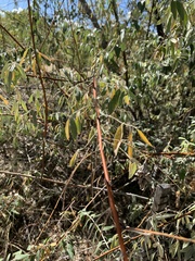 Elaeagnus angustifolia