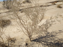 Psorothamnus schottii