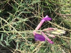 Astragalus varius