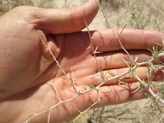 Psorothamnus schottii