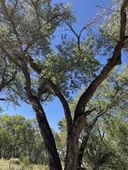 Populus fremontii