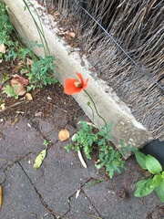 Papaver dubium