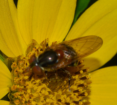 Rhingia nasica