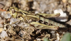 Chorthippus corsicus corsicus