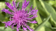 Centaurea jacea