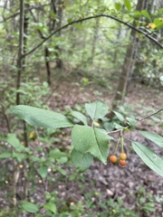 Malus prunifolia
