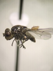 Ephydridae
